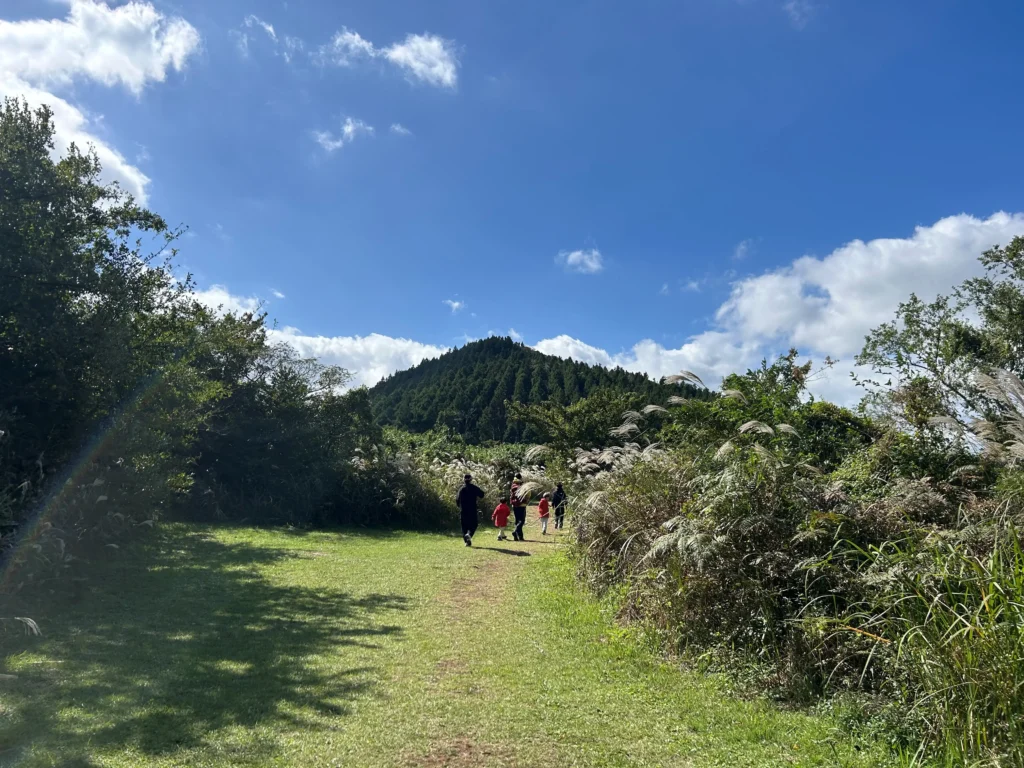 제주도 거문오름 갈대밭 사진