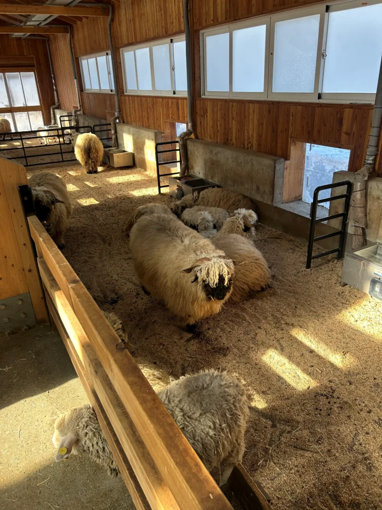 대관령 하늘목장 먹이주기 체험 사진